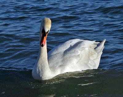 Прикрепленное изображение: LCIMGP5460.jpg